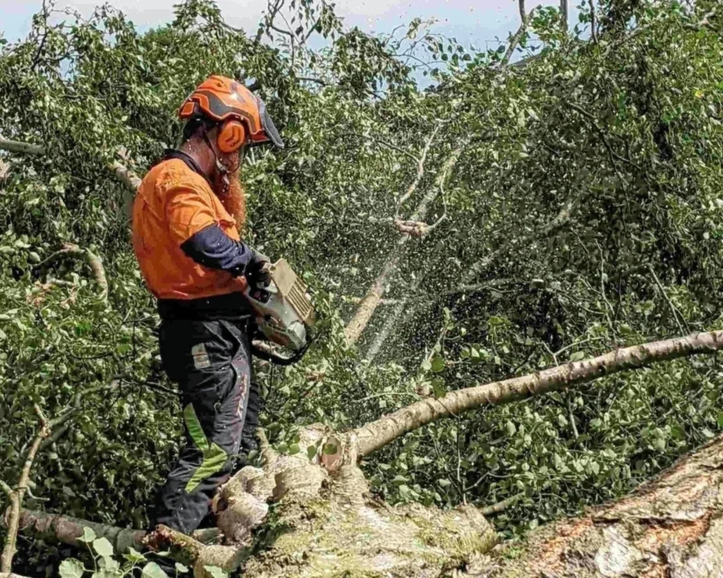 connacht tree care team performing safe tree surgery in roscommon garden