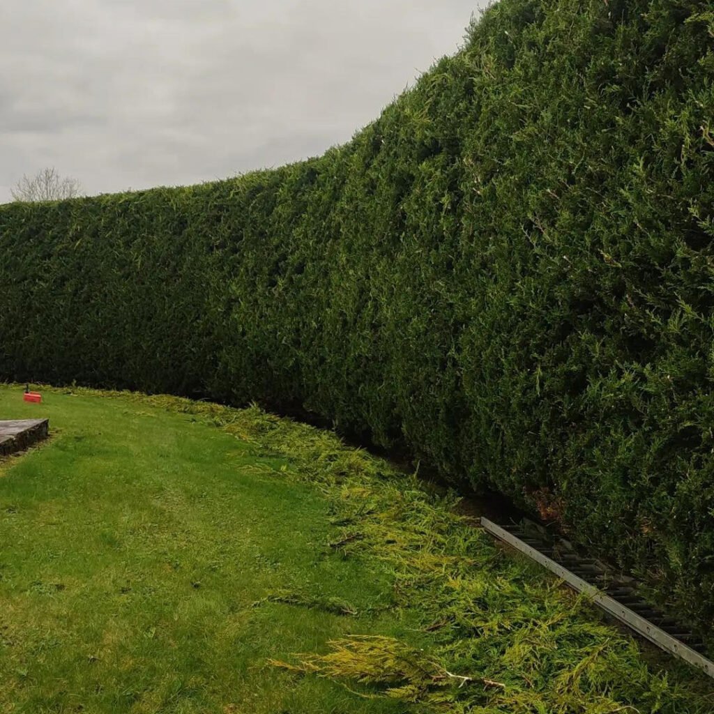 hedge cutting Roscommon