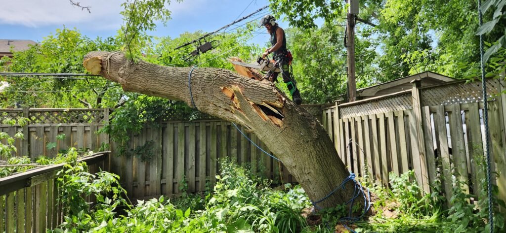storm damage & emergency tree services
