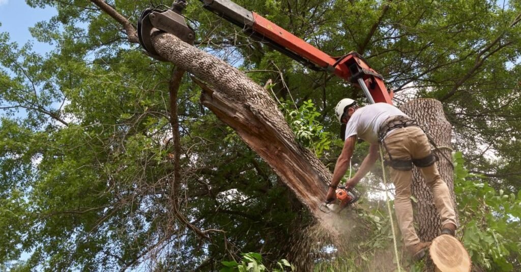 tree felling Roscommon