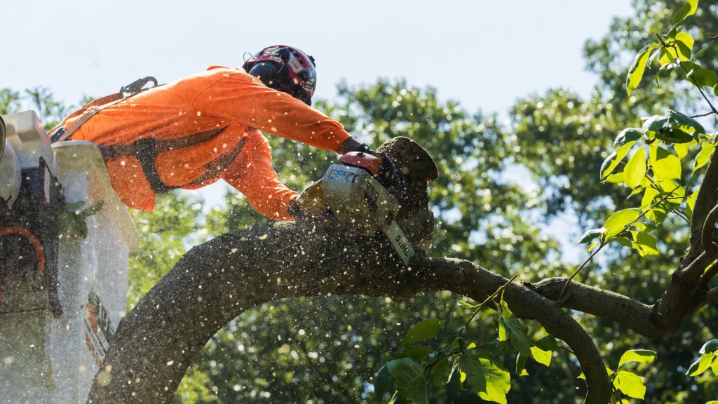 tree felling Roscommon