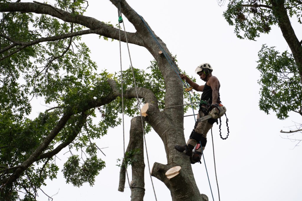 tree surgery Roscommon
