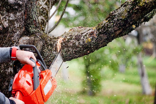 tree care Roscommon
