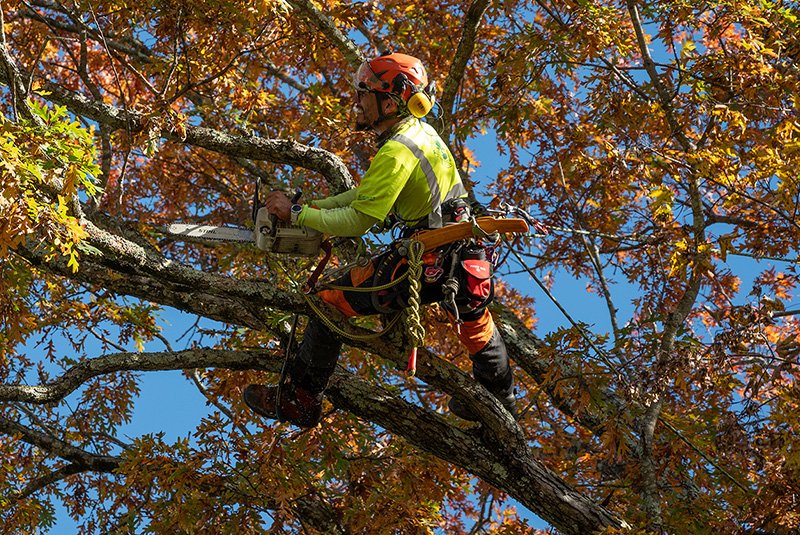 tree removal Roscommon