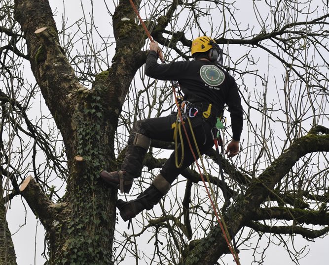 tree surgery Roscommon