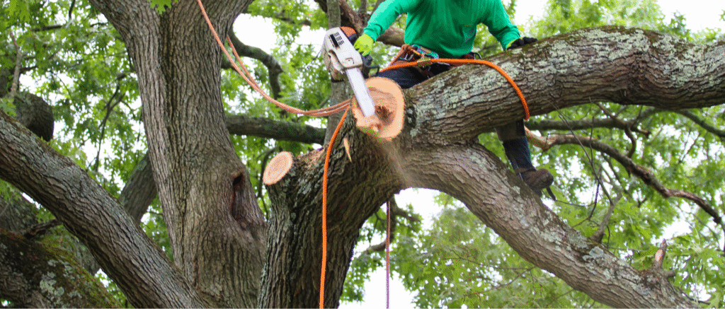 tree care Roscommon