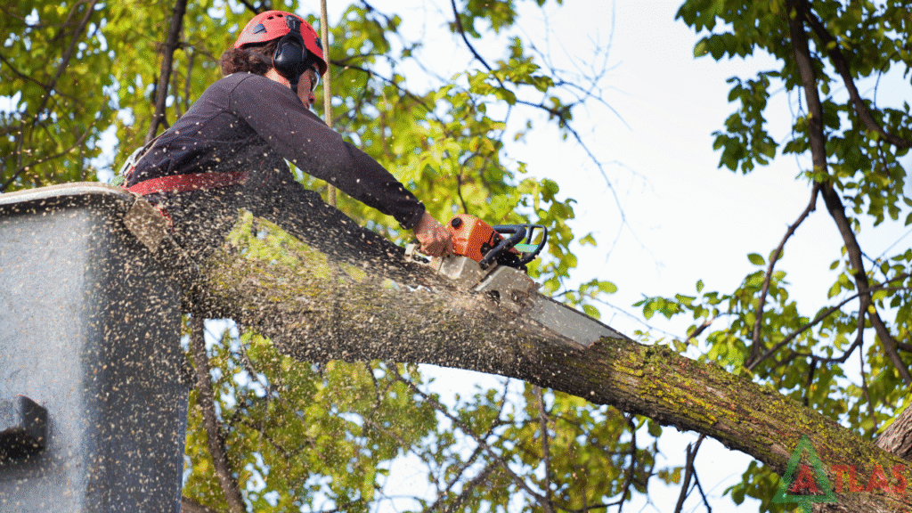 tree removal Roscommon