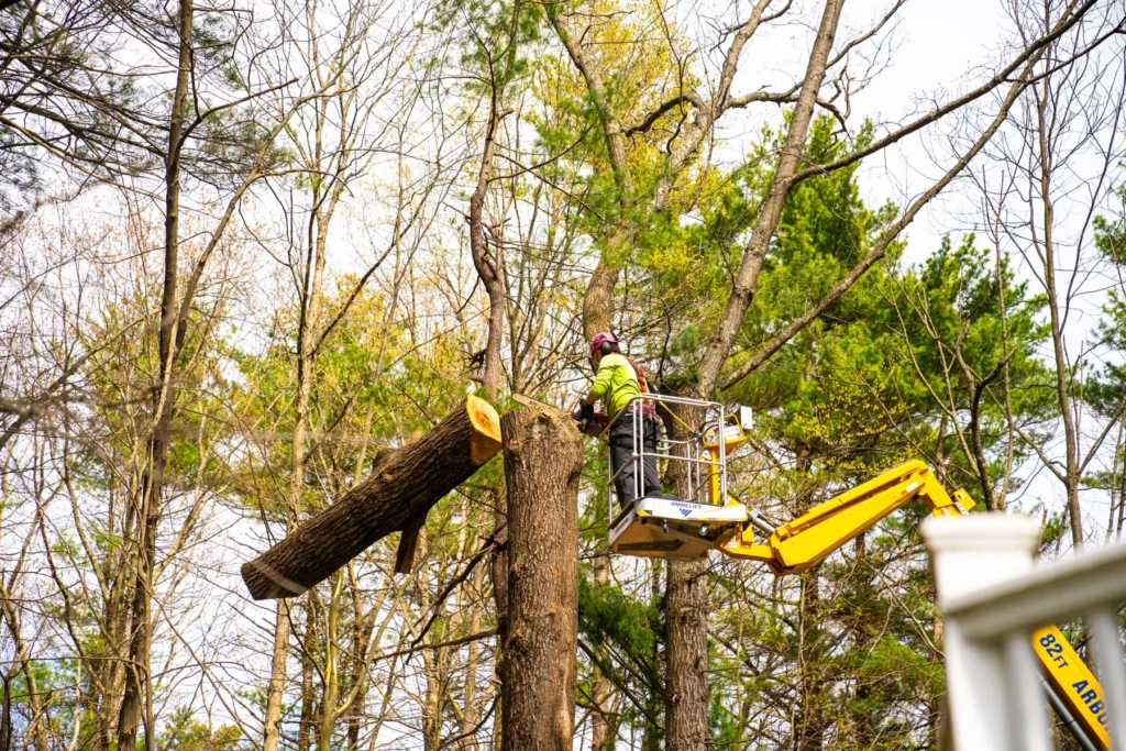 tree care Roscommon